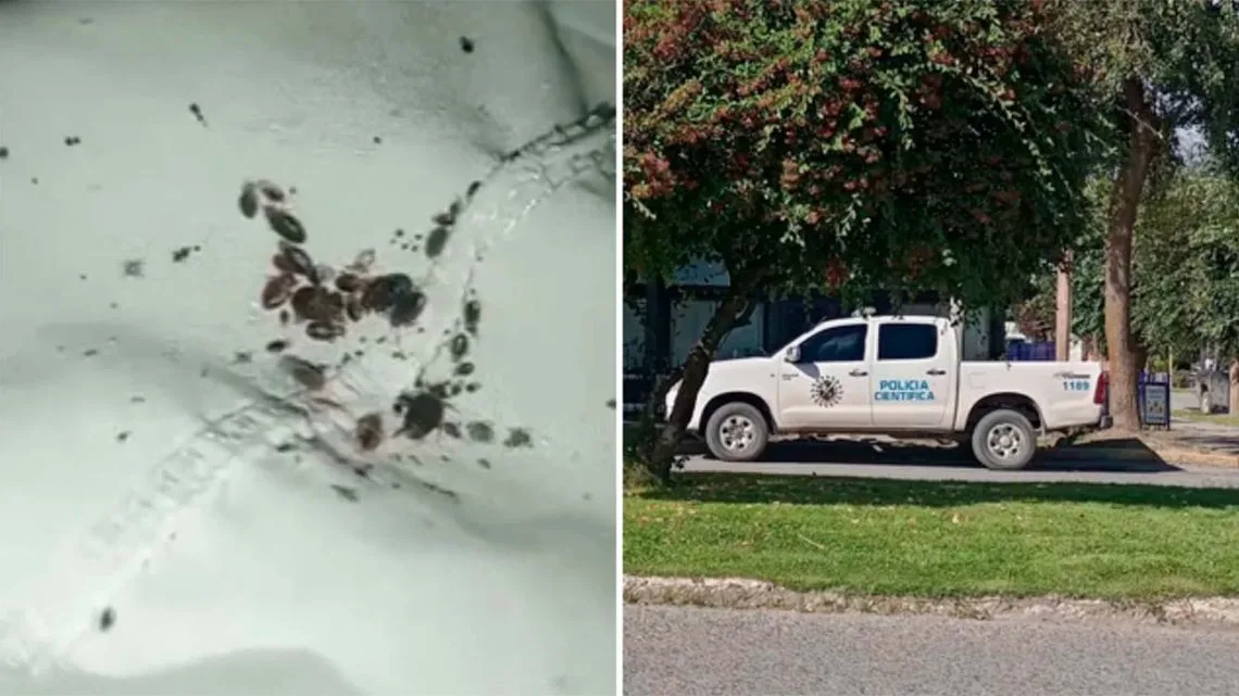 Clausuraron un hogar en Trevelin por plaga de chinches y condiciones insalubres