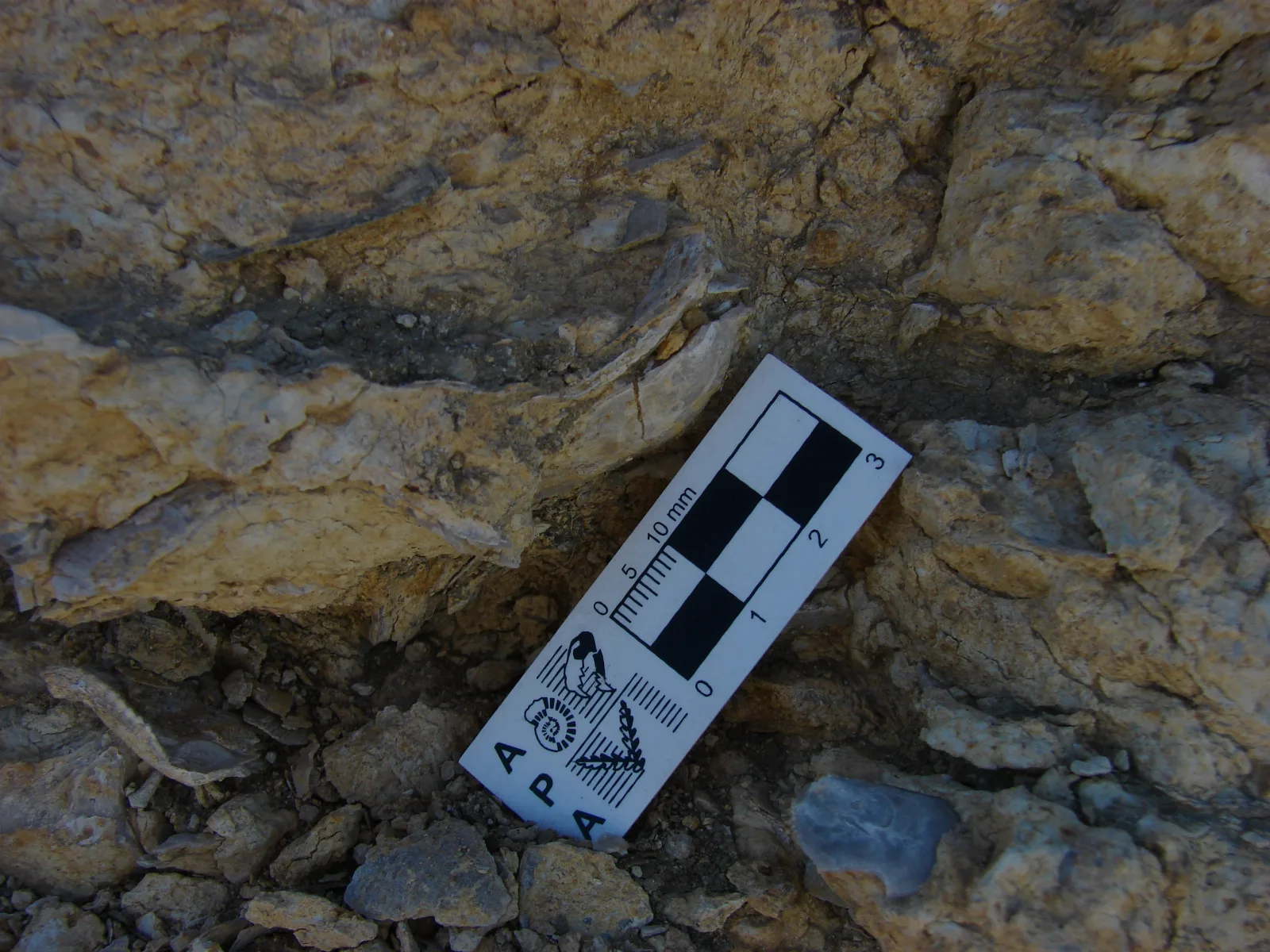 Fossiliferous limestone of the Roca Formation (Danian) in Barda Norte, the type locality of the Roca Formation, General Roca, Río Negro, Patagonia, Argentina.