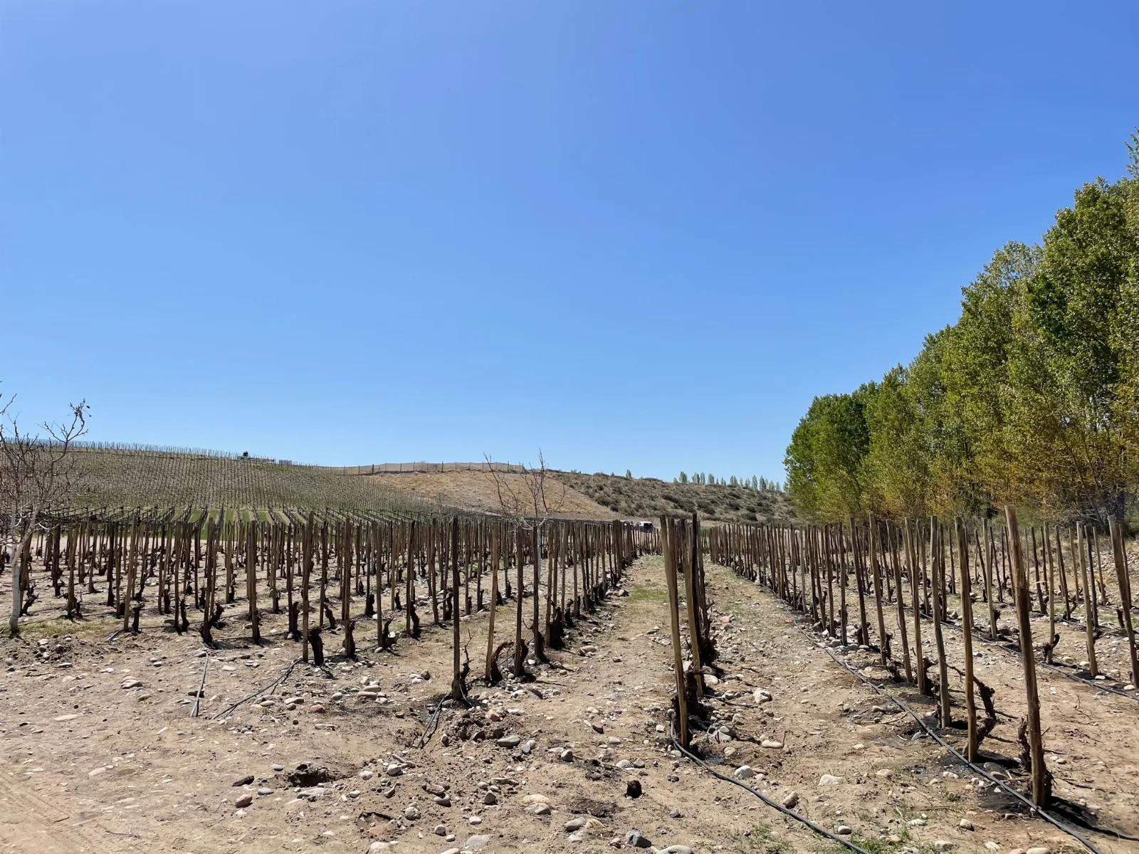 ORGANIC VINEYARD OVER A RIVER BED OF CALCAREOUS COMPOSITION
