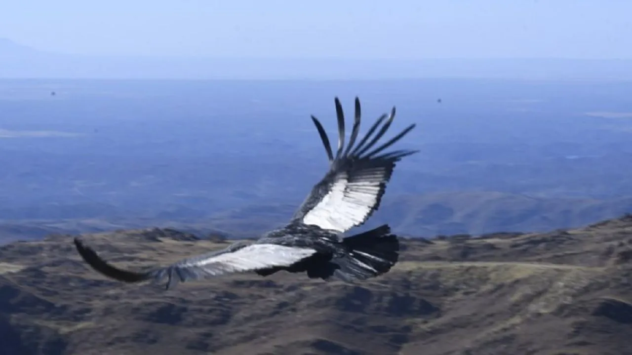 Guía de regalos inspirados en la naturaleza y la conservación para amantes del aire libre